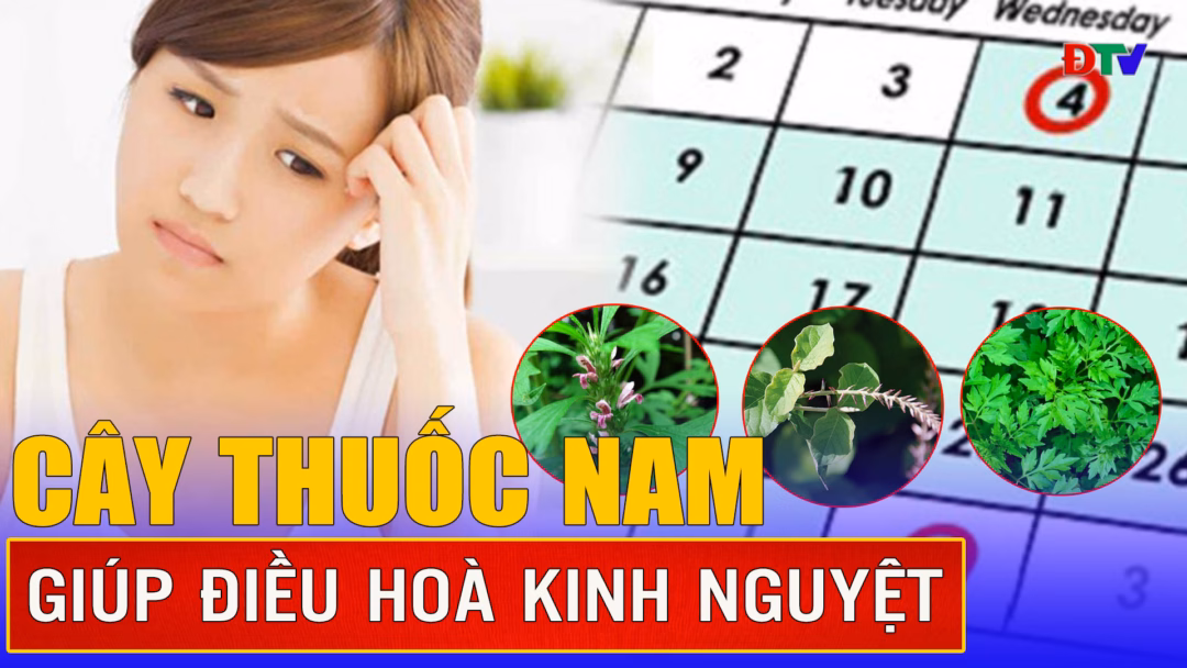 Cây thuốc nam giúp điều hòa kinh nguyệt