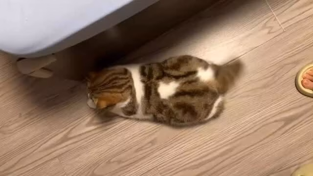 Thế giới dưới nước của cá voi Bắc Đại Tây Dương