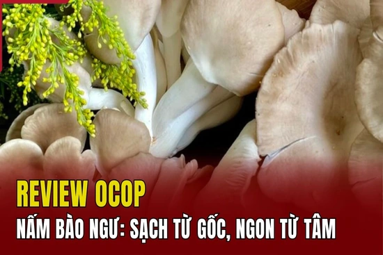 [REVIEW OCOP] Nấm bào ngư: Sạch từ gốc, ngon từ tâm