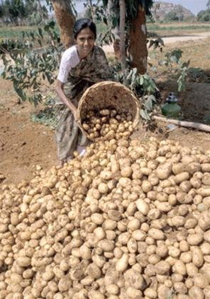 Khoai tây là một trong những cây lương thực chủ chốt nuôi sống nhân loại, từng được thuần hóa ở vùng Andes cách đây khoảng 10.000 năm. Tuy nhiên do thực vật ít để lại dấu tích trong hóa thạch, nên nguồn gốc tiến hóa của khoai tây vẫn là bí ẩn lâu dài đối với các nhà khoa học - Ảnh: AI