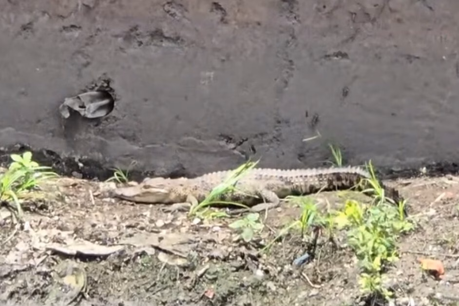 TP HCM: Phát hiện cá sấu gần 1m ở kênh Nước Đen
