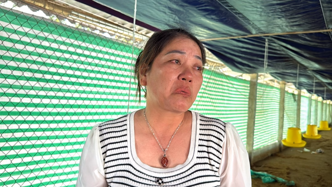 Nước lũ sau bão Wipha lên quá nhanh, hơn 6.000 con gà tại 2 trang trại của nông dân Thanh Hóa chết ngạt trong biển nước