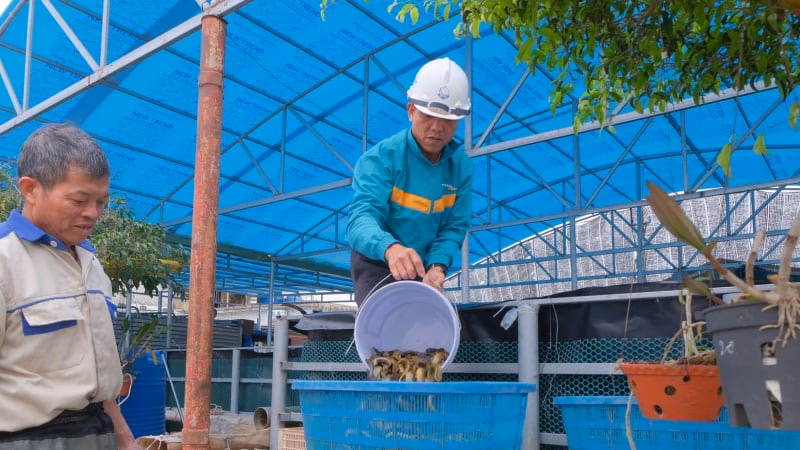 Xã Mỹ Thọ, Đồng Tháp: Phát huy lợi thế để phát triển kinh tế – xã hội bền vững Anh Sông Đà nuôi dày đặc loại cá đặc sản bình dân ở một xã của tỉnh Thái Bình cũ, cứ bán là hết veo