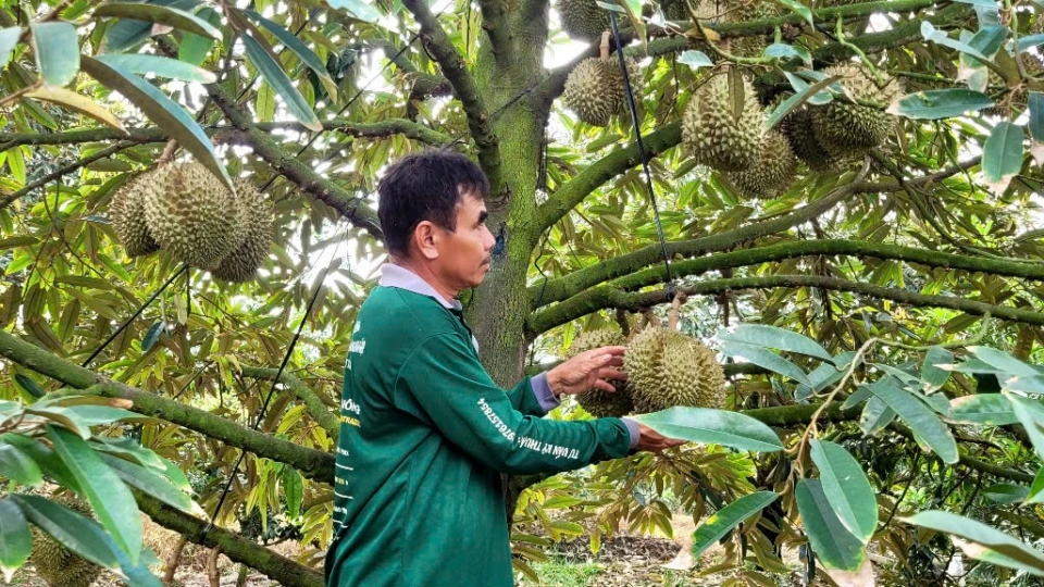 Xuất khẩu sầu riêng sang Trung Quốc giảm mạnh: Đâu là nguyên nhân?