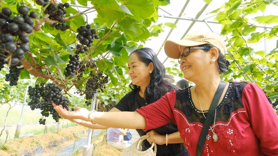 Khám phá vườn nho trĩu quả gần Cần Thơ, check-in thả ga mà không lo chen lấn