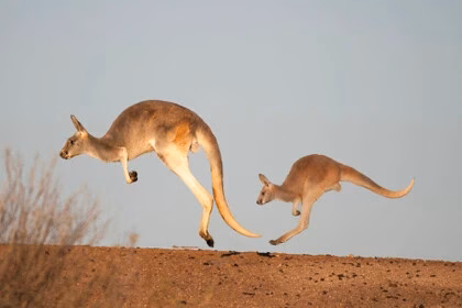 Loài chuột có lông tẩm độc chết người令人 hãi hùng