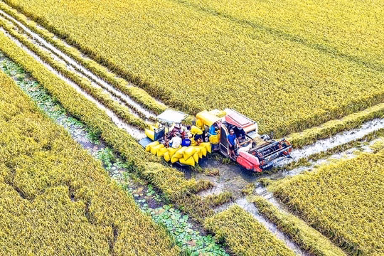 Tín dụng ngân hàng “bệ phóng” tăng trưởng kinh tế tỉnh Cà Mau
