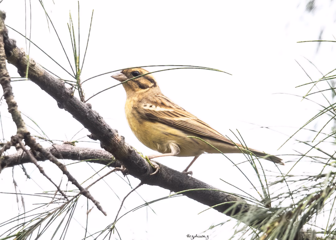 Phát hiện chim quý hiếm ở Vườn Quốc gia Bái Tử Long, lời cảnh báo về bảo vệ hệ sinh thái
