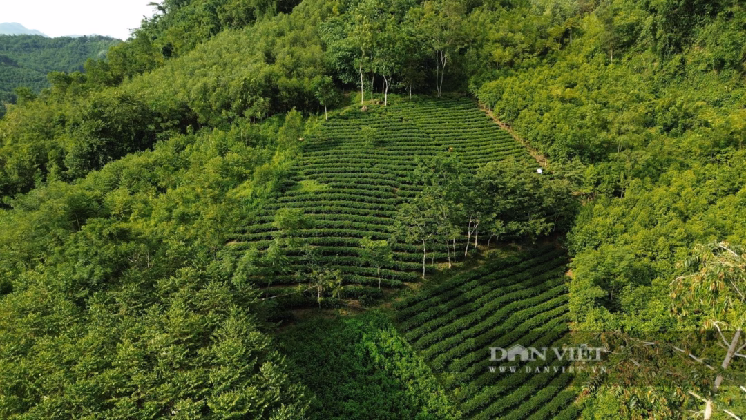 
Tuyên Quang – mảnh đất giàu truyền thống cách mạng, cây chè không chỉ là hình ảnh thân thuộc ở những làng quê mà còn là "cây xóa đói, giảm nghèo", mang lại nguồn sống cho hàng nghìn hộ dân nơi đây. Ảnh: Mùa Xuân.