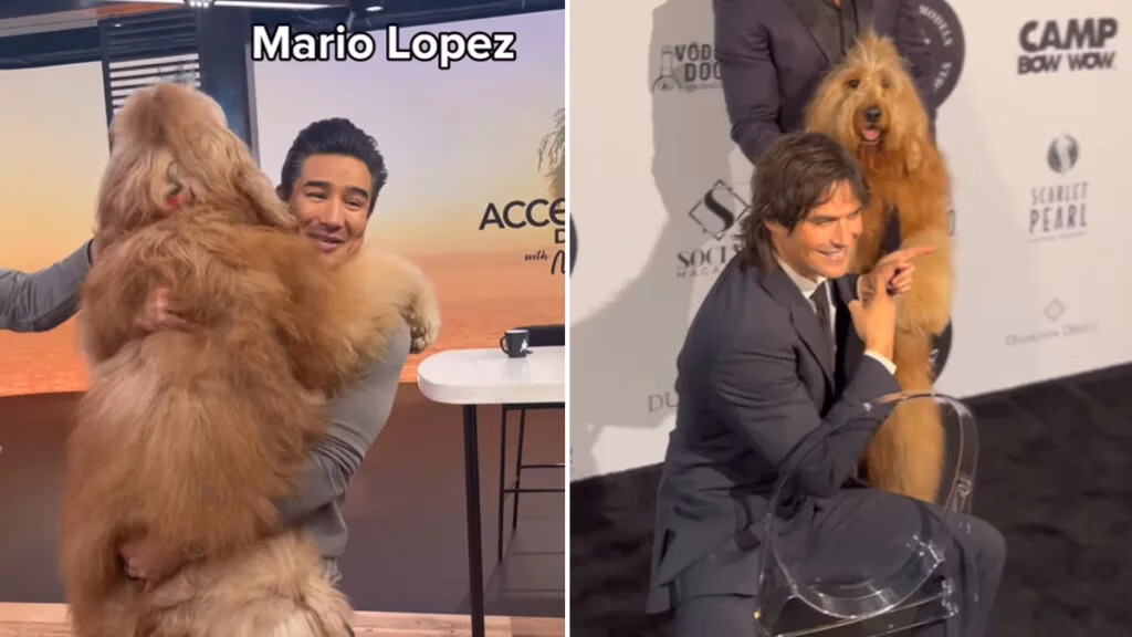 Video chú chó Goldendoodle đáng yêu gặp gỡ các ngôi sao Hollywood thu hút 3 triệu lượt xem