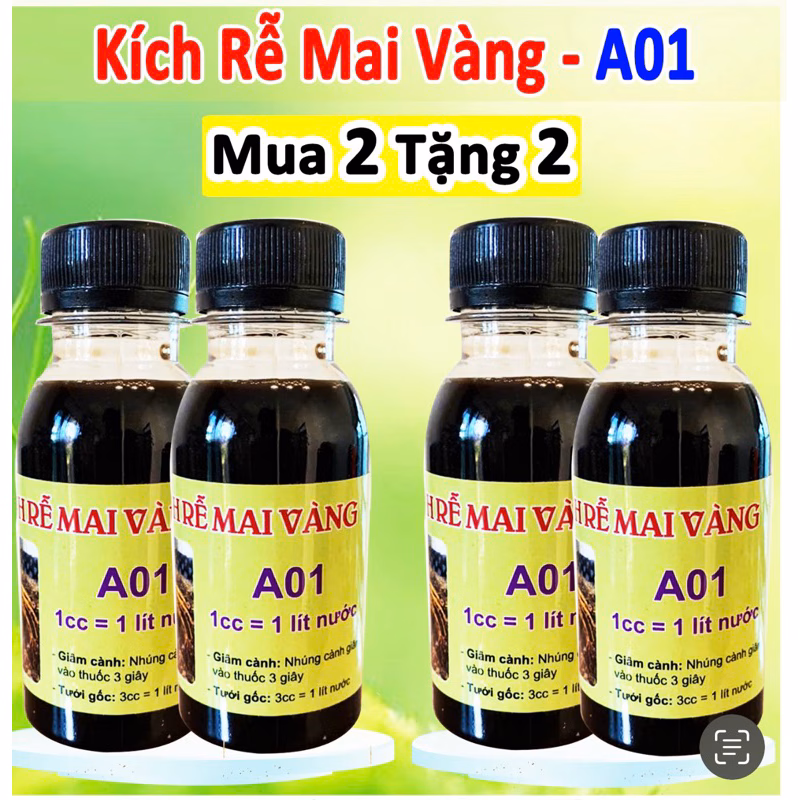 Làm thế nào để kích rễ cây Mai Vàng hiệu quả? Tôi đã học được gì từ sai lầm đầu tiên khi dùng Kích Rễ A01