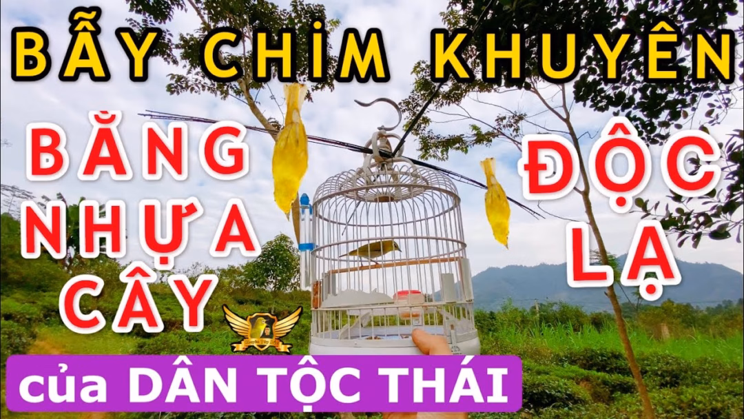 Làm thế nào để chọn bẫy ngón tay tự nhiên cho chim đúng cách mà không làm hại chúng?

Tôi chỉ cần một gợi ý thôi!