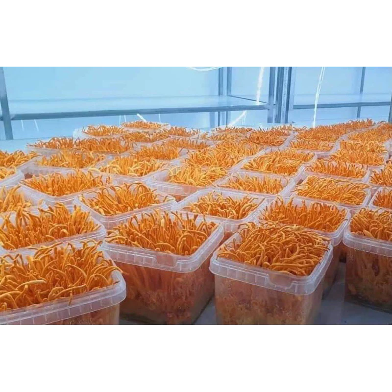 Tôi đã mua đông trùng hạ thảo tươi hữu cơ về bồi bổ sức khỏe, nhưng có phải ai cũng dùng đúng cách?