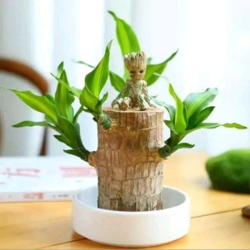 Tôi đã mua tiểu cảnh thiết mộc lan để bàn nhưng tại sao cây không phát triển?