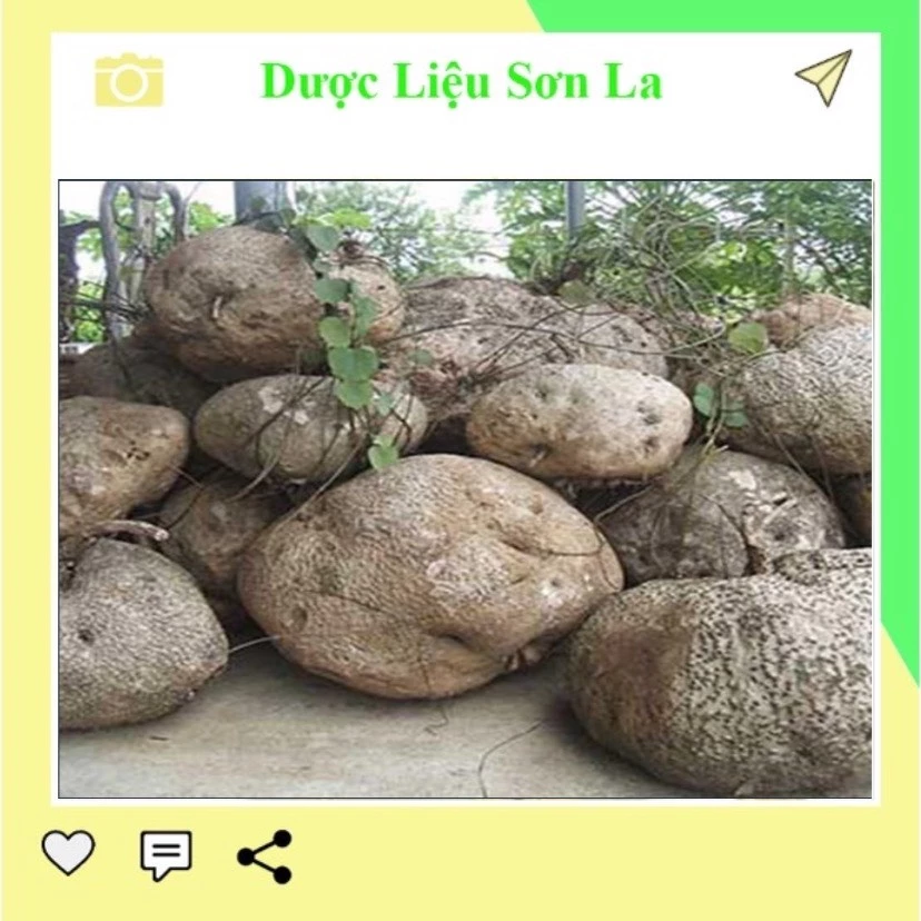 Làm thế nào để chọn và bảo quản củ bình vôi tươi để dùng quanh năm?