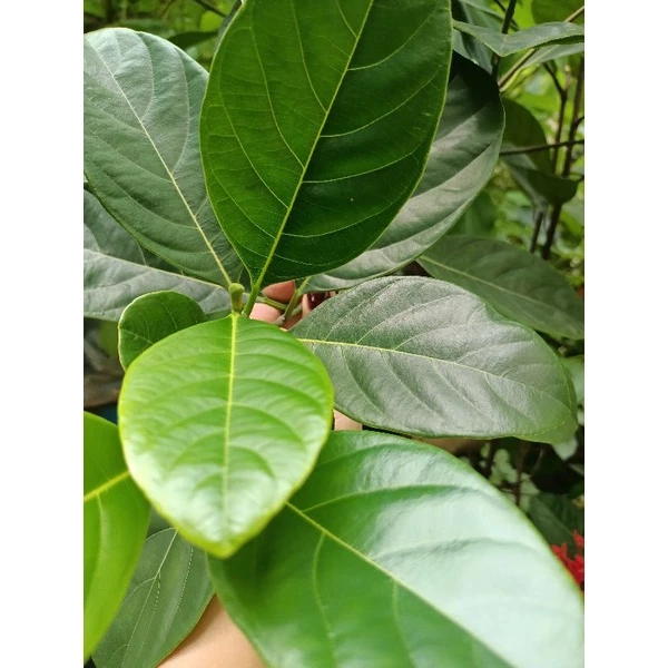 Lá Mít Hà Nội 100 Lá Tươi: Mẹo Sử Dụng Hiệu Quả Cho Mẹ Bỉm