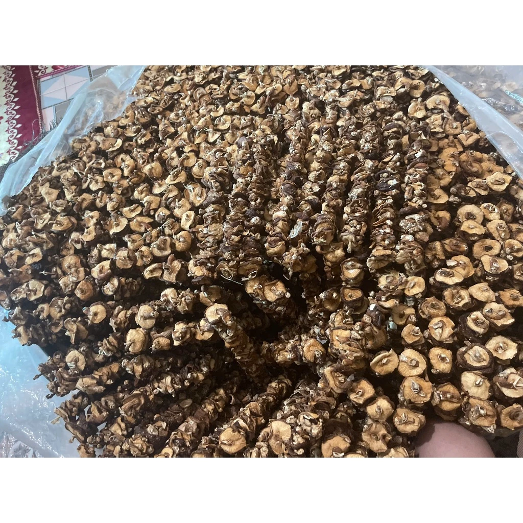 Làm sao để phân biệt nấm hương rừng tự nhiên và nấm hương nhân tạo?