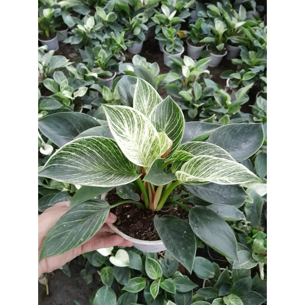 Tậu Cây Trầu Bà Kim Cương về trang trí nhà, nhưng có chắc bạn đã dùng đúng cách?