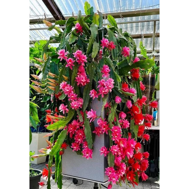 Làm thế nào để chậu hoa Đại Nhật Quỳnh 8 màu phát triển tốt và ra nhiều hoa?