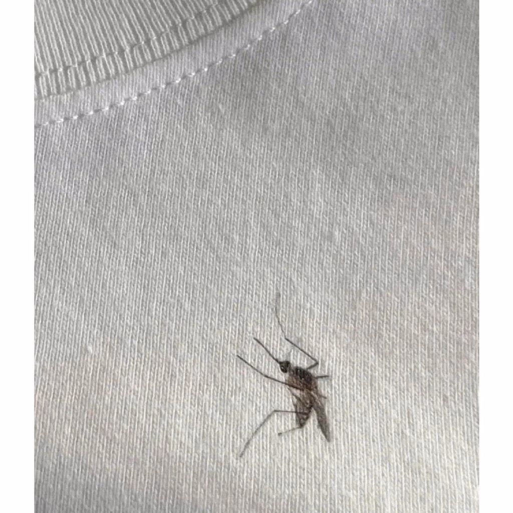 Áo thun in hình con muỗi – làm thế nào để không bị phai màu sau vài lần giặt?