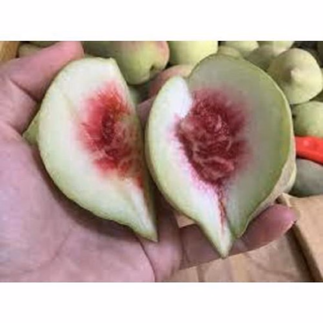 Làm thế nào để cây giống đào ăn mỏ quạ Sapa phát triển tốt và cho quả ngọt ngào như mong đợi?