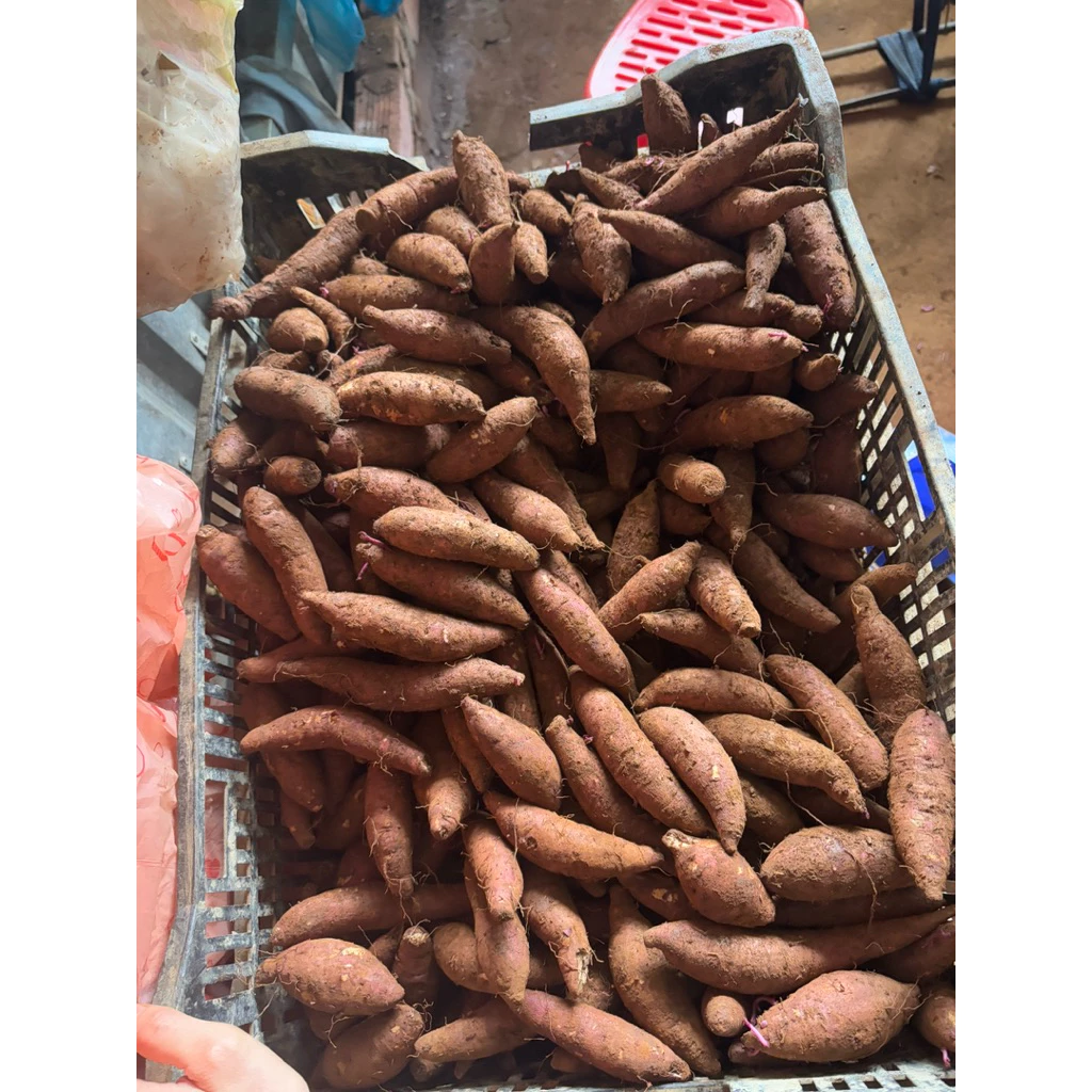 “Mua khoai lang mật Đà Lạt về mà bị đắng, hóa ra tôi đã làm sai từ bước chọn củ”