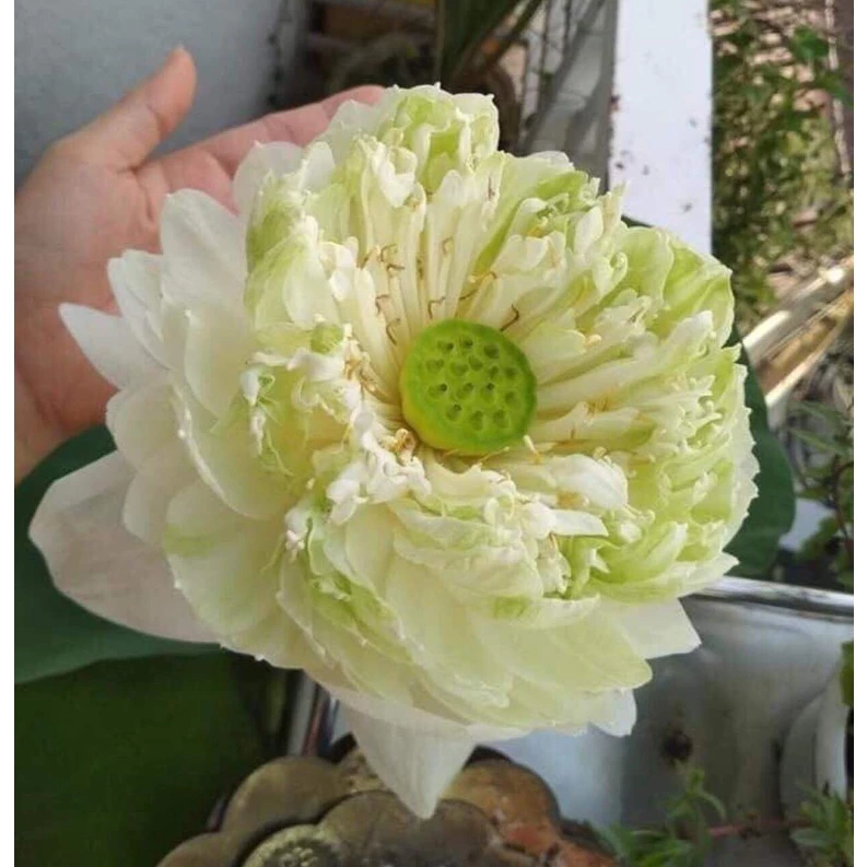 Làm Thế Nào Để Cây Củ Sen Ra Hoa Chỉ Sau 1 Tháng Trồng – Bí Quyết Cho Người Mới Bắt Đầu