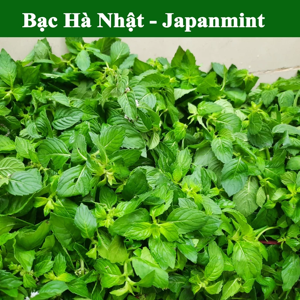 Lá Bạc Bà Tươi Có Thực Sự Tốt Cho Bé Ăn Vặt? Mẹ Đã Biết Cách Chọn Mua Chưa?