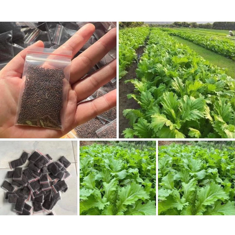 Làm thế nào để hạt giống rau cải mèo Hà Giang nảy mầm nhanh và khỏe mạnh trong chậu?