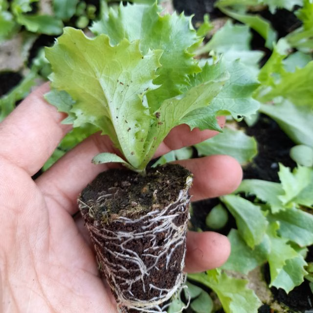 Làm thế nào để trồng cần tây thành công từ hạt giống đến bàn ăn gia đình?