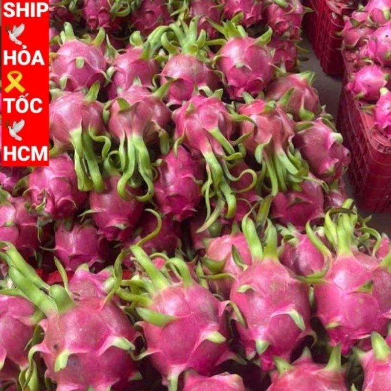 Làm thế nào để chọn thanh long tươi ngon, tránh mua phải quả bị dập?