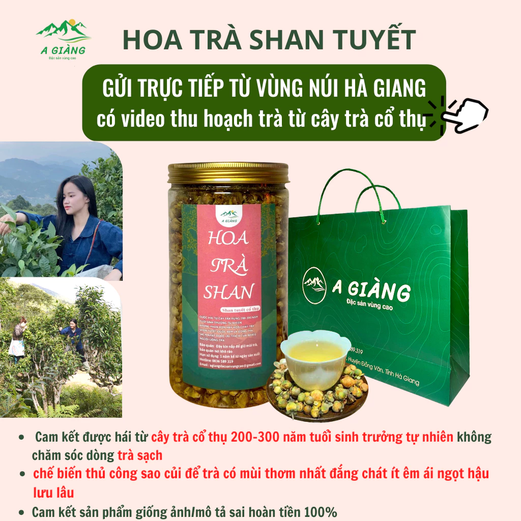 Cách phân biệt trà shan tuyết cổ thụ Hà Giang thật và giả mà bạn nên biết