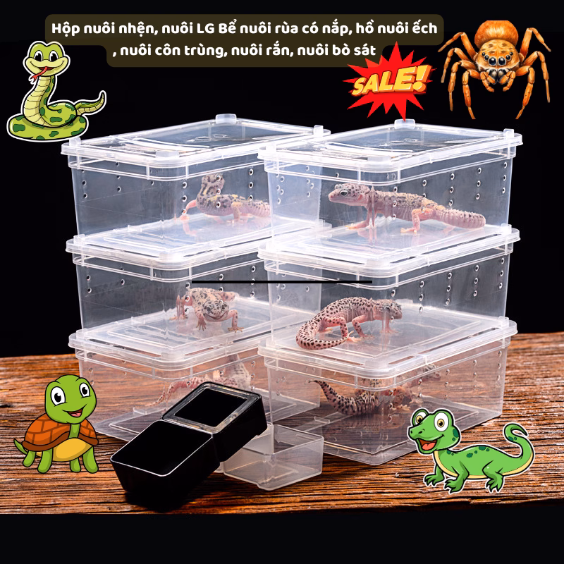 Nuôi nhện sling thành công: Điều người mới thường bỏ qua khi mua hộp nuôi cỡ nhỏ