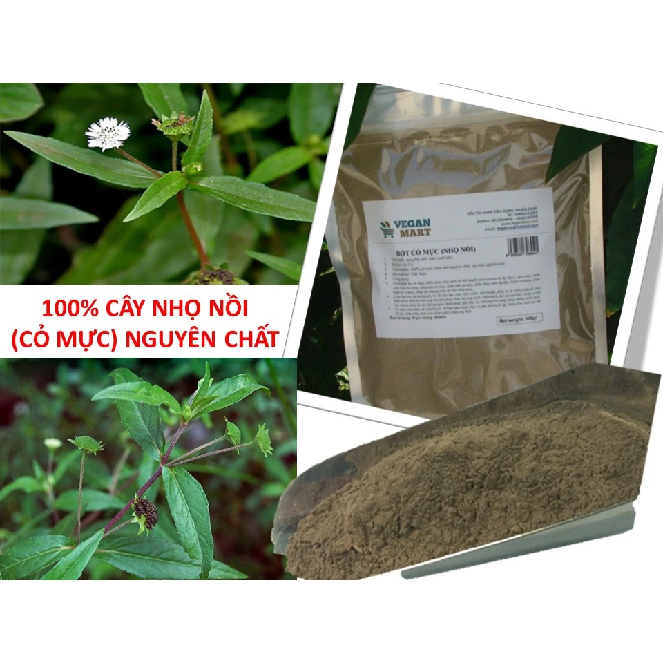 Uống Bột Lá Cây Nhọ Nồi Có Tác Dụng Cầm Máu Tức Thì, Nhưng 5 Sai Lầm Phải Tránh