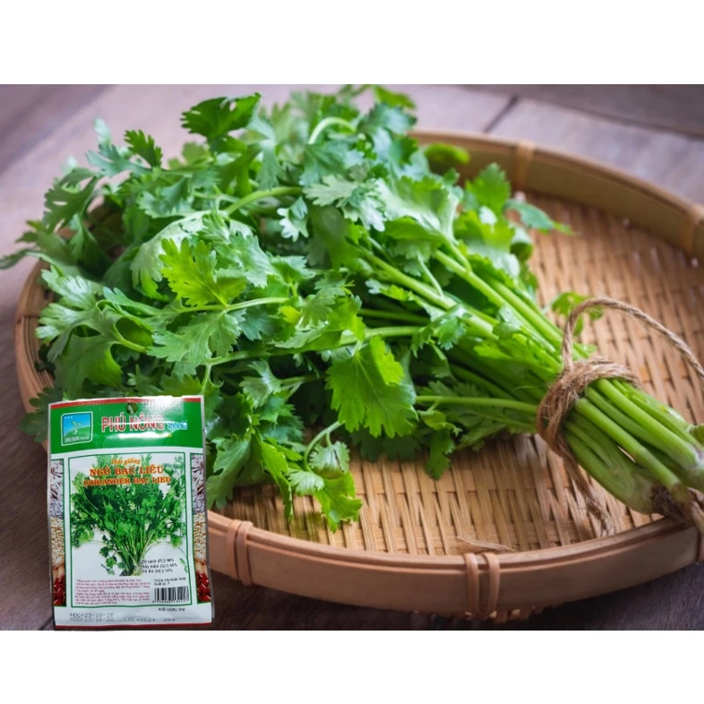 Làm sao để hạt giống ngò không bị úa vàng, chết non – Kinh nghiệm trồng ngò cho người mới bắt đầu