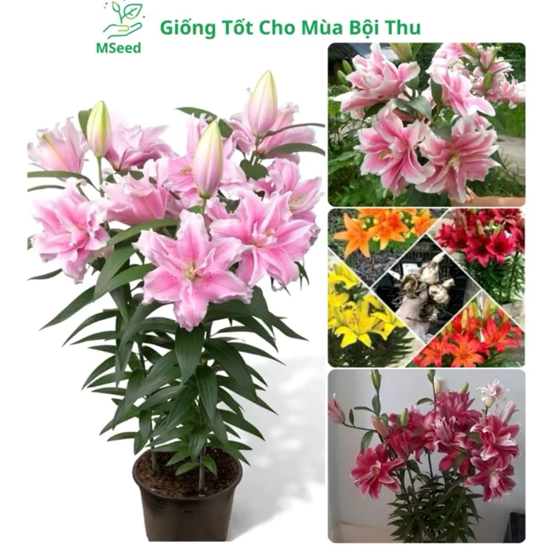 Tôi đã mua củ ly về mà hoa không nở, bí quyết nằm ở 3 điều này