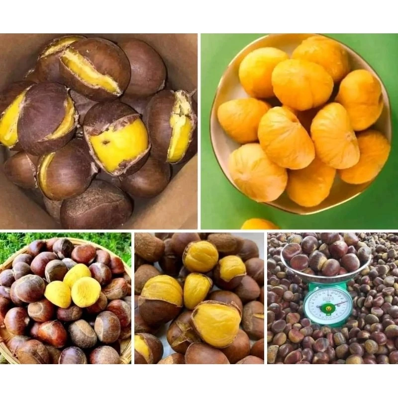 Mua Hạt Dẻ Sapa Về Bị Hư? Mẹo Bảo Quản và Lựa Chọn Hạt Dẻ Ngon, Không Tưởng