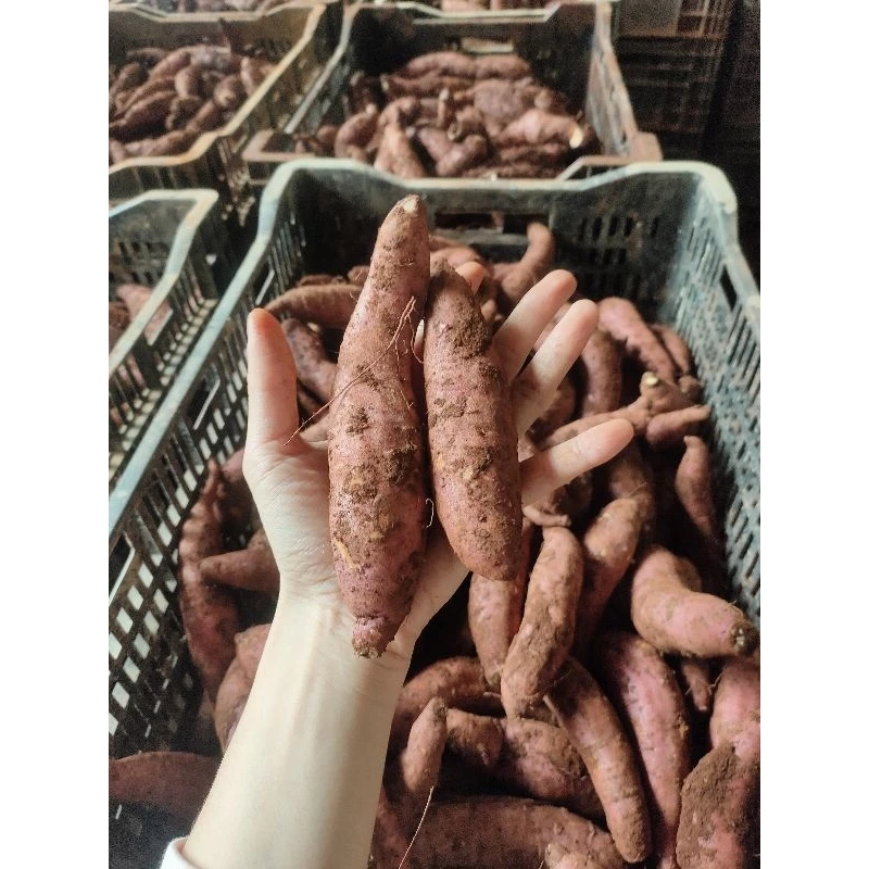 Mua Khoai Mật Đà Lạt Về Thả Ngay Vào Tủ Lạnh, Đúng Hay Sai?