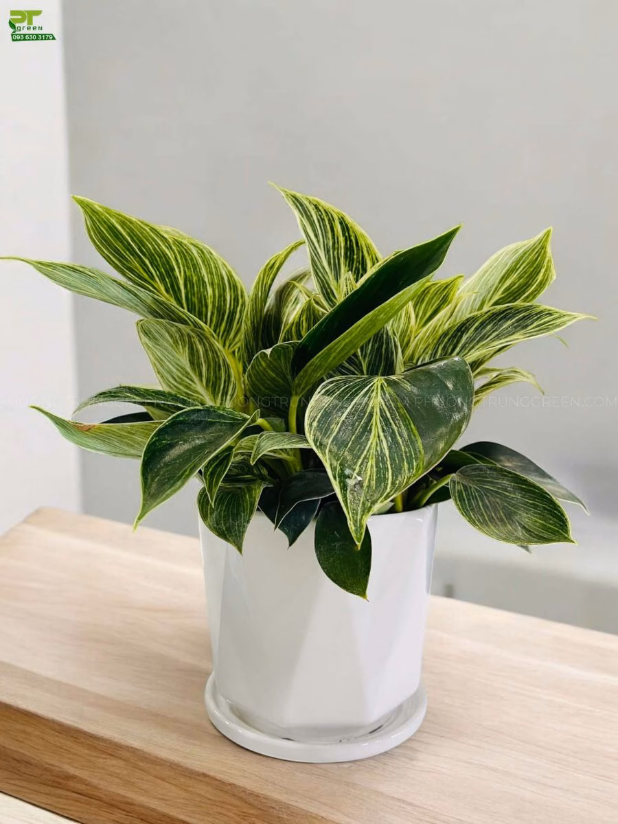 Vì sao Trầu bà Kim Cương lại là lựa chọn hàng đầu để thanh lọc không khí trong nhà?