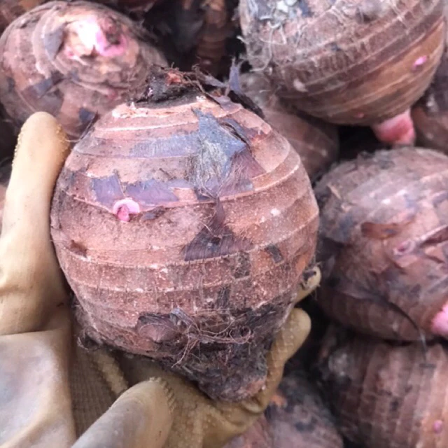 Mua khoai sọ nương về đừng luộc ngay, làm theo cách này để giữ trọn hương vị đặc sản Lai Châu