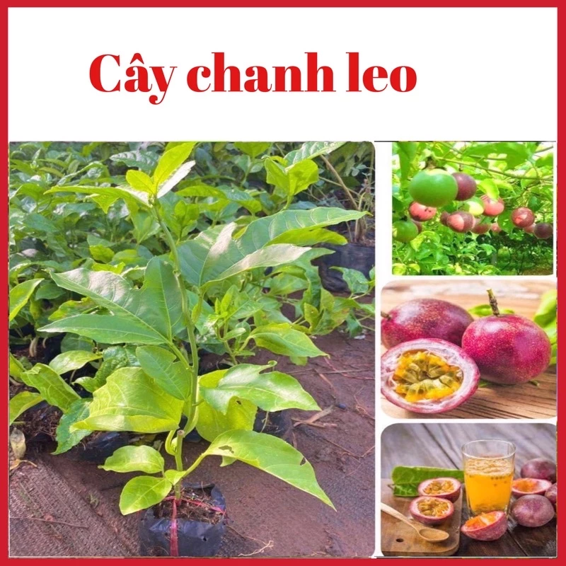 Làm thế nào để cây chanh leo tím và vàng ra quả chỉ sau 9 tháng – Bí quyết từ người trồng thành công