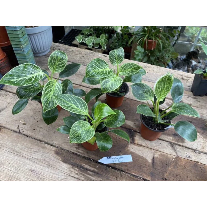 Làm thế nào để cây trầu bà đế vương kim cương trên bàn làm việc của bạn không bị chết?