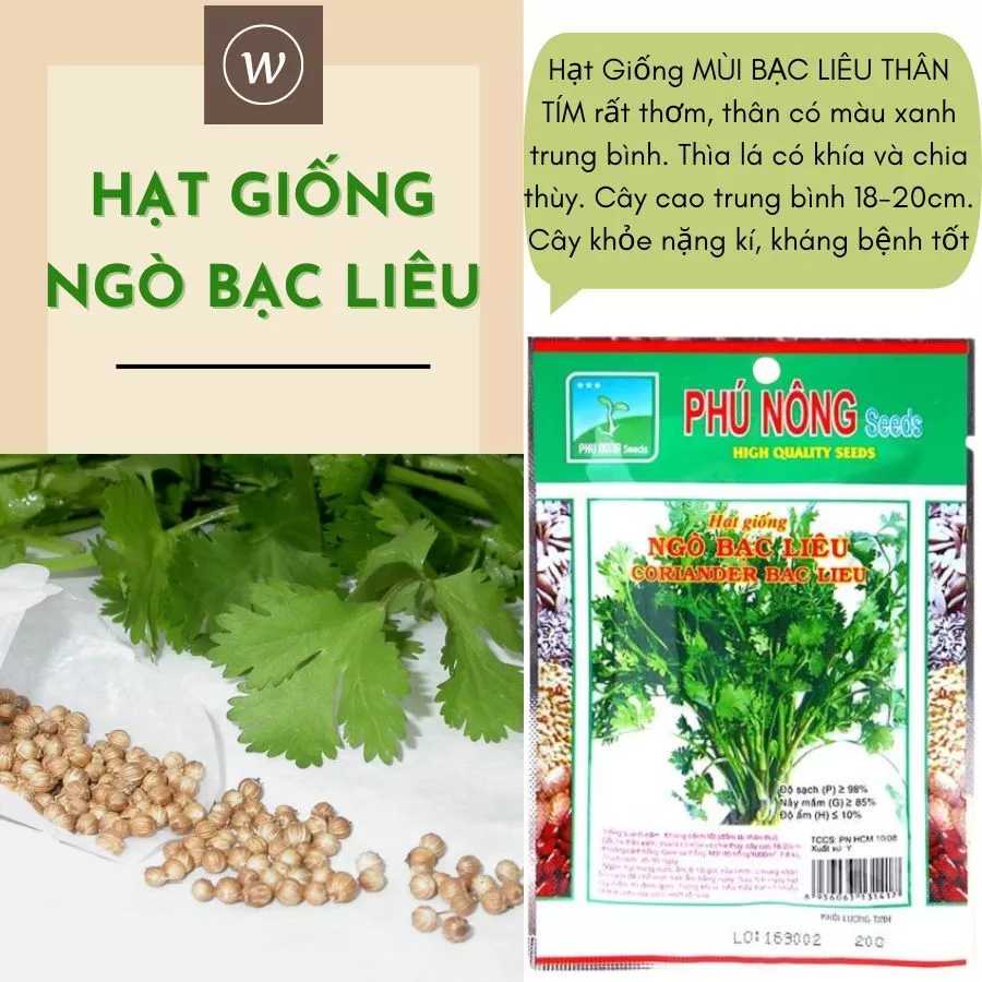 Làm thế nào để hạt giống ngò Bạc Liêu PN nảy mầm nhanh và cho cây khỏe mạnh
