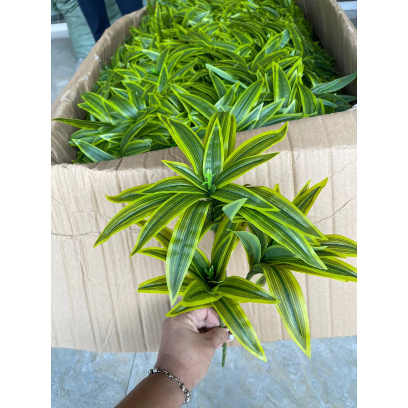 Cách chọn cành thuỷ trúc 3 nhánh phù hợp không gian phòng khách nhỏ