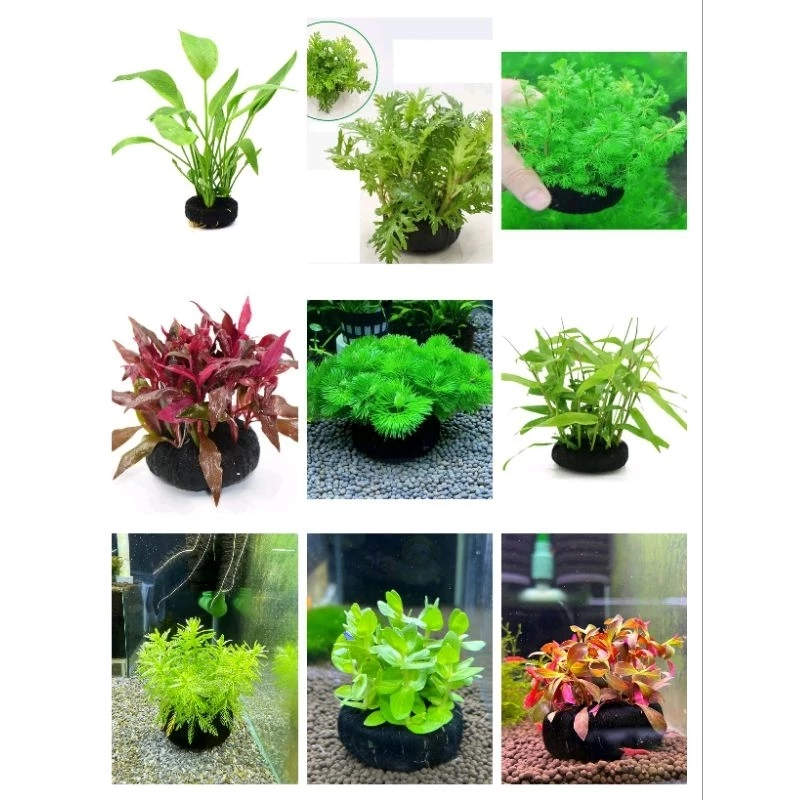 Làm thế nào để không bị bỏng rát khi thả cây thủy sinh vào bể cá mà không cần chờ đợi thời gian cắm giá thể?