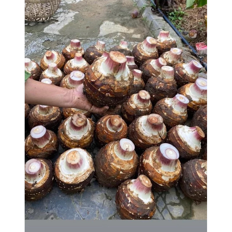 Mua Khoai Môn Lệ Phố Về Nhà Nhưng Vẫn Cứng, Chưa Bở Dẻo? Nguyên Nhân Và Cách Chọn Mua Chuẩn