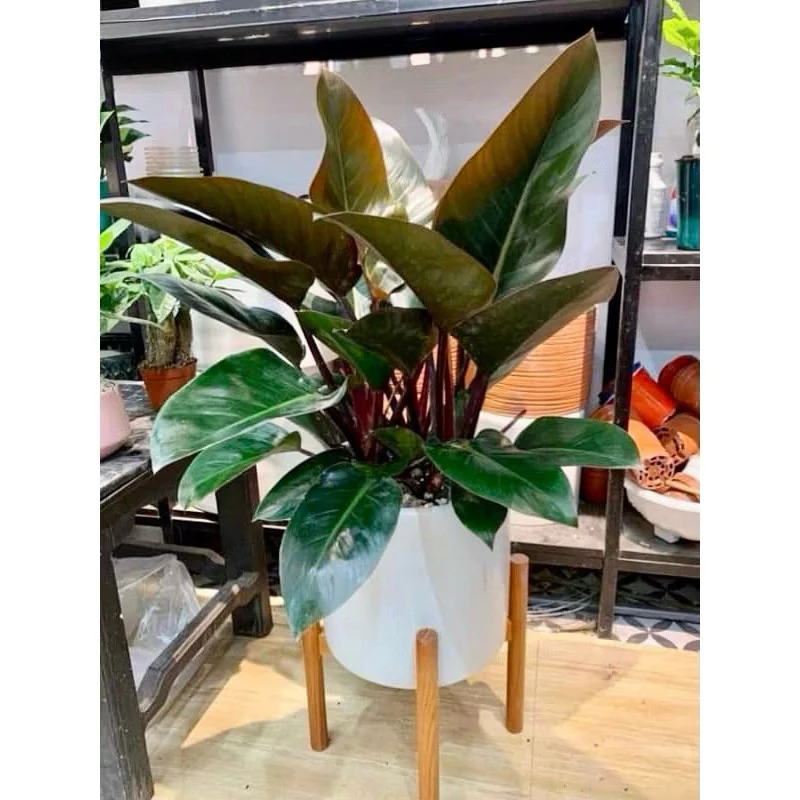 Làm sao để chọn chậu ba cây trầu bà đế vương đỏ tam lộc phù hợp với không gian sống của bạn?