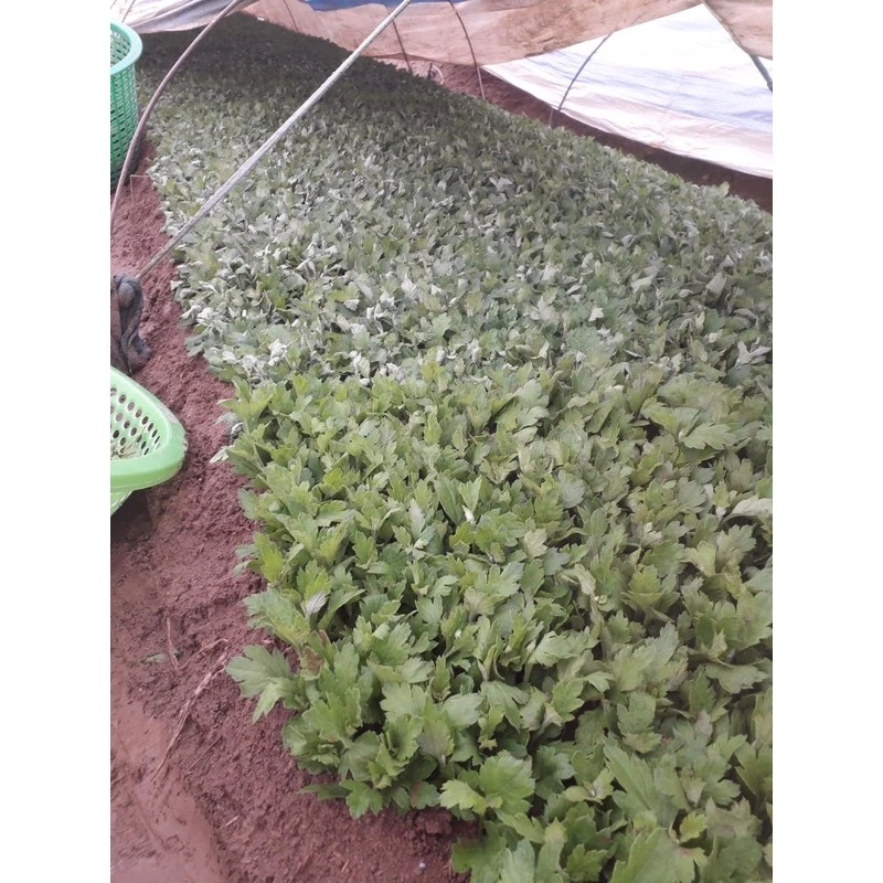 Làm thế nào để cây cúc giống phát triển tươi tốt và ra hoa nhiều màu như ý muốn?