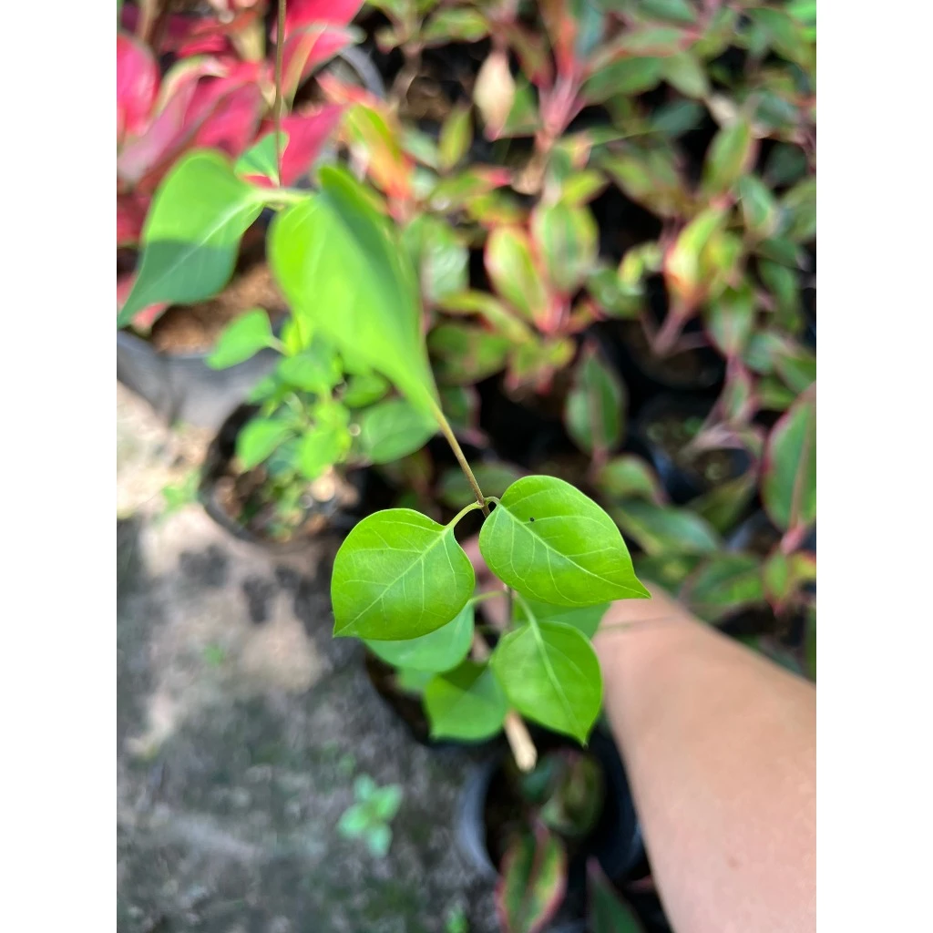 Mua Cây Lá Giang Về Rồi Mới Biết: 3 Sai Lầm Phổ Biến Cần Tránh