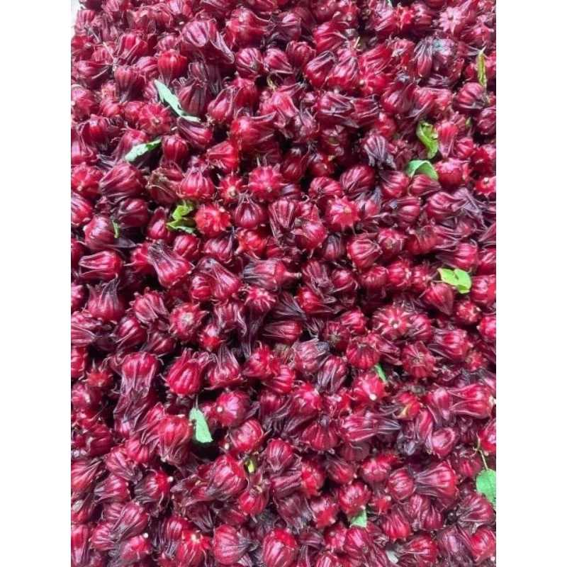 Hoa Atiso Tươi Mua Ở Đâu Hà Nội – Tôi Đã Tìm Đúng Nơi Sau Khi Vấp Phải Sai Lầm Tốn Tiền